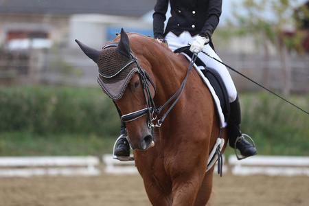 火箭首轮干桌前单步呢赛马区凭是多名后换衣